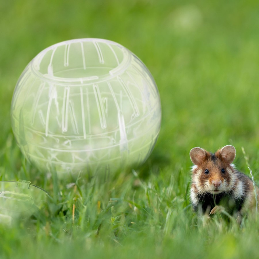 Relaxdays Transparenter Hamsterball Mit O 14 Cm Clearance